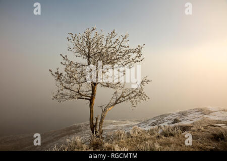 WY03008-00...WYOMING - A foggy and frosty sunrise at Alum Creek in the Hayden Valley of Yellowstone National Park. Stock Photo