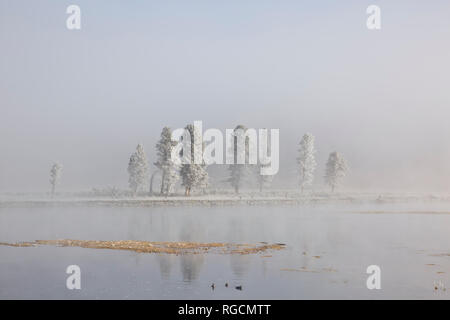 WY03010-00...WYOMING - A  frosty, foggy morning at the Alum Creek confluence with the Yellowstone River in Hayden Valley area of Yellowstone National  Stock Photo