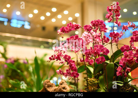 SINGAPORE - CIRCA SEPTEMBER, 2016: natural plants and flowers Singapore Changi Airport. Changi Airport is one of the largest transportation hubs in So Stock Photo