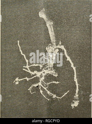 . The Bulletin of the North Carolina Department of Agriculture. Agriculture -- North Carolina. The Bulletin. 23 ROOT KNOT OF VARIOUS CROPS. Distribution in North Carolina.—This trouble occurs in sandy types of soil in the eastern half of the State. Field Crops Affected.—Alfafa, vetch, soy bean, clovers, cowpeas (ex- cept Iron), cotton, tobacco, potato, sweet potato, watermelon, cucumber, cantaloupe, and tomato. Many other crop plants are affected as well. A few of the common weeds that are susceptible are May-pop, wild potato, pigweed, purslane, morning glory, and wild carrot.. Fig. 11. Nemato Stock Photo