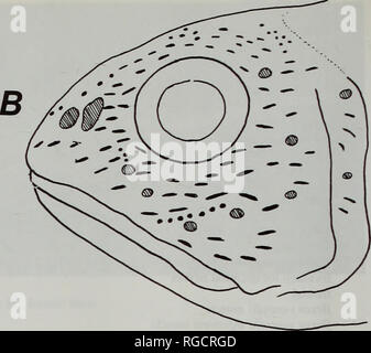 Melanonus gracilis 1 Stock Photo - Alamy