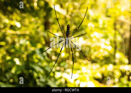 A macro image captures the morning serenity as a huge black and yellow spider rests confidently on its glistening web, poised to catch an unsuspecting Stock Photo