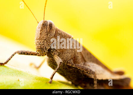 Macro photo reveals the intricate world of a grasshopper in early morning, showcasing the captivating beauty of insect photography. Stock Photo