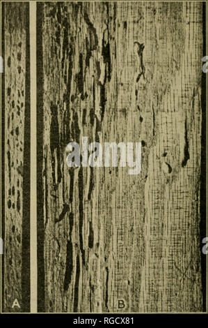 Oak wood in longitudinal section, beautiful texture filled with cracks ...