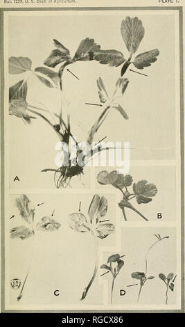 . Bulletin of the U.S. Department of Agriculture. Agriculture; Agriculture. of Agriculture. Plate I.. Examples of Nematode Infestation. A, Symptoms of the stem-nematode disease in the wild strawberry (Fragaria chiloensis). Note the swollen and distorted leaf Wades and petioles. B, A new plant of wild strawberry devel- oping on a runner which is badly swollen, due to nematode infestation. C, A wild strawberry- leaf showing the upper and lower surfaces, with typical swellings caused by the stem nema- tode. D, Red-clover seedlings infested as a result of inoculation with the strawberry strain of  Stock Photo