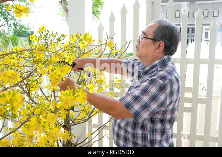 Asian man decorating Chinese New Year/Lunar New Year with blooming yellow flower in front of house. Stock Photo