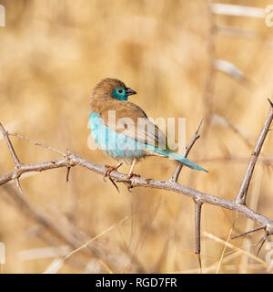 A Blue Waxbill perched in a tree in Southern African savanna Stock Photo