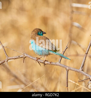 A Blue Waxbill perched in a tree in Southern African savanna Stock Photo