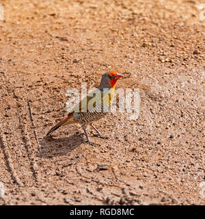 A Green-winged Pytilia perched on a track in Southern African savanna Stock Photo