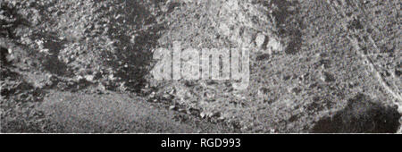 Ceratite hi-res stock photography and images - Alamy
