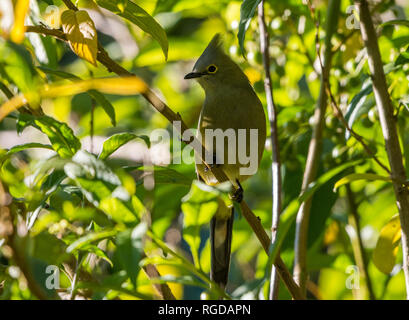 A Long-tailed Silky-flycatcher (Ptiliogonys caudatus) perched on a branch. Costa Rica, Central America. Stock Photo
