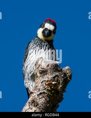 An Acorn Woodpecker (Melanerpes formicivorus) perched on top of a tree stump. Costa Rica, Central America. Stock Photo