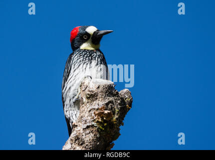 An Acorn Woodpecker (Melanerpes formicivorus) perched on top of a tree stump. Costa Rica, Central America. Stock Photo