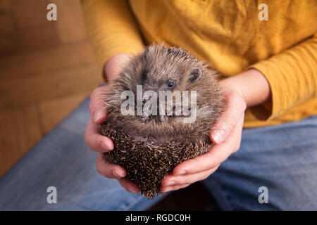 Woman's hands holding rolled up hedgehog Stock Photo