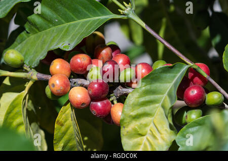 Colorful coffee beans on a branch. Costa Rica. Stock Photo