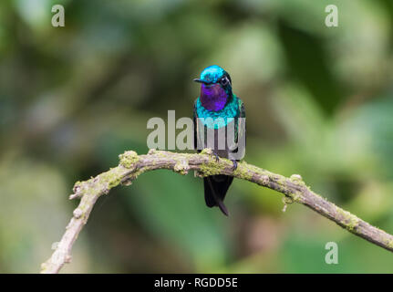 A Purple-throated Mountain-gem (Lampornis calolaemus) hummingbird perched on a branch. Costa Rica, Central America. Stock Photo