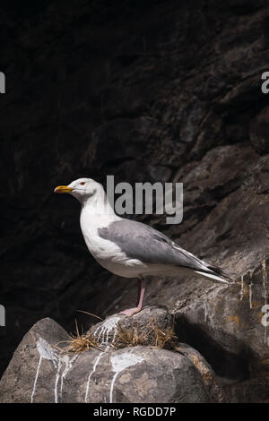 Norway, Lapland, Seagull resting on a rock Stock Photo