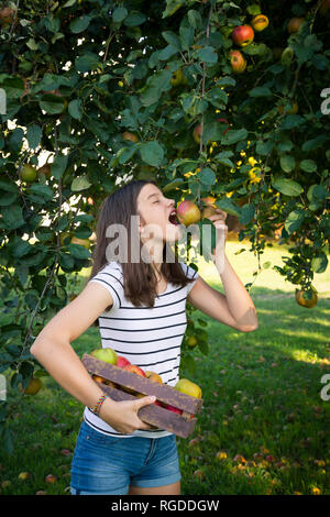 Girl picking apples from tree Stock Photo