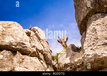 Spain, Malaga Province, Sierra del Torcal mountain range, Iberian Ibex, Spanish Ibex, Spanish Wild Goat  (Capra pyrenaica) Stock Photo