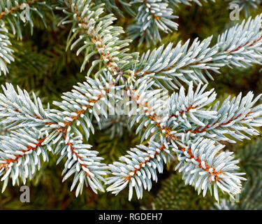 43,467.03845 Frosty, lightly frosted, green needles & branches on winter spruce tree (Picea species, Pinaceae), green background Stock Photo