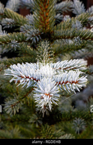 43,467.03854 Frosty, lightly frosted, green needles & branches on winter spruce tree (Picea species, Pinaceae), dark green background, vertical Stock Photo