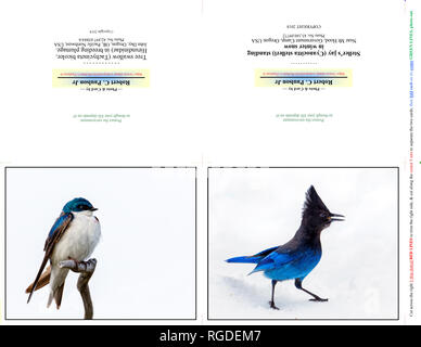 42,897.03884-b & 43,160.09772 photography Photo Note Cards, TWO 5x4 horizontal on 11x8.5 paper (print cut fold), birds Tree swallow & Steller’s jay Stock Photo