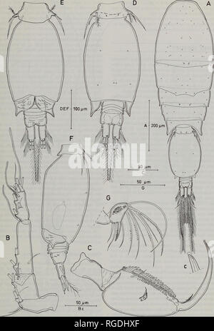 . Bulletin of the Natural History Museum Zoology. MORPHOLOGY OF ONCAEA MEDITERRANEA 143. Fig. 4 Oncaea mediterranea (Claus, 1863),C?(Red Sea). A, habitus, dorsal; B, antennule; C, maxilliped, anterior [c, tip of claw, showing hyaline lamella]; D, urosome, dorsal; E, urosome, ventral; F, same, lateral (spermatophores immature); G, antenna, distal endopod segment.. Please note that these images are extracted from scanned page images that may have been digitally enhanced for readability - coloration and appearance of these illustrations may not perfectly resemble the original work.. Natural Histo Stock Photo