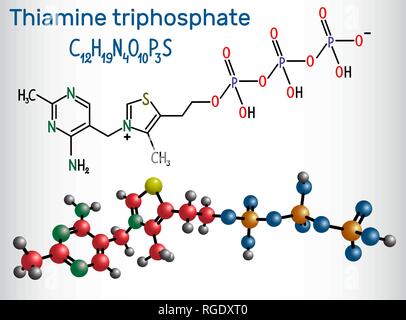 Thiamine triphosphate (ThTP), it is the triphosphate derivative of the vitamin thiamine.  Structural chemical formula and molecule model. Vector illus Stock Vector