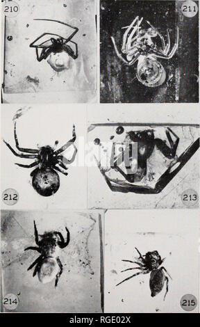 . Bulletin of the Museum of Comparative Zoology at Harvard College. Zoology. BULL. MUS. COMP. ZOOL. Petrunkevitch. Baltic Amber Spiders. Plate 27. Please note that these images are extracted from scanned page images that may have been digitally enhanced for readability - coloration and appearance of these illustrations may not perfectly resemble the original work.. Harvard University. Museum of Comparative Zoology. Cambridge, Mass. : The Museum Stock Photo