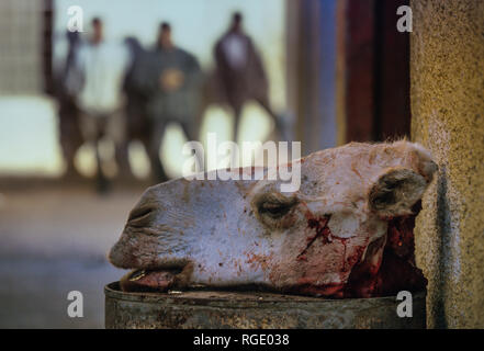 DJANET, ALGERIA - JANUARY 16, 2002: head of camel in fron of the butcher market Stock Photo