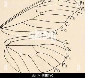 Dismorphia cubana female Stock Photo Alamy
