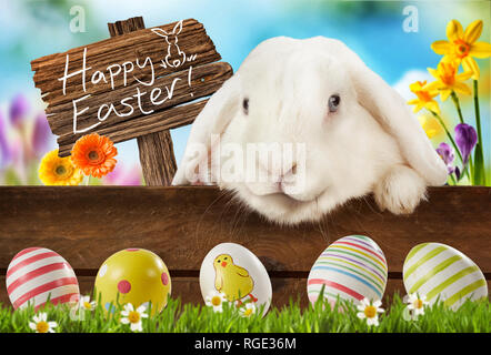 Happy Easter greeting card with an adorable white lop eared bunny in a meadow with spring flowers and a wooden sign - Happy Easter - looking down at c Stock Photo