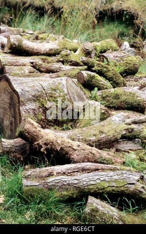 Piles of chopped logs and wood in a field Stock Photo