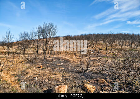 Burnt trees from forest fires Sintra Cascais . Portugal Stock Photo