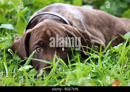 German Short-haired Pointing Dog puppy lying in the grass. Stock Photo
