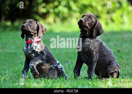 Two german short-haired pointing dog puppys in attention. Stock Photo