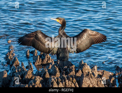 Currabinny, Cork, Ireland. 29th January, 2019. A Cormorant perch's on rocks while spreading his wings in late afternoon winter sunshine in Currabinny Co. Cork, Ireland. Credit: David Creedon/Alamy Live News Stock Photo