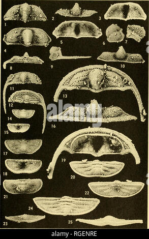 . Bulletin of the Museum of Comparative Zoology at Harvard College. Zoology. PLATE 27. Please note that these images are extracted from scanned page images that may have been digitally enhanced for readability - coloration and appearance of these illustrations may not perfectly resemble the original work.. Harvard University. Museum of Comparative Zoology. Cambridge, Mass. : The Museum Stock Photo