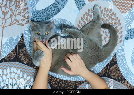 Cute gray cat lying in bed Plays with human hands, fluffy pet comfortably sat down to sleep. Cozy home background with a funny pet. Stock Photo