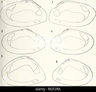 . Bulletin of the Museum of Comparative Zoology at Harvard College. Zoology. South African Tellina • Boss 143. Plate 17. Diagrammatic illustrations of the internal surface of the valves, showing the dental configuration and muscle scars. Figs. 1 and 2. Tellina [Moerella] v/do/ens/s Sowerby, off Cape Vidal, Zululand, SAM 14848 (length =: 15.7 mm): Fig. 1, right valve; Fig. 2, left valve. Figs. 3 and 4. Tellina [Moerella] gilchristi Sowerby, off Kowie, South Africa, SAM 11491 (length zr 14.6 mm): Fig. 3, right valve; Fig. 4, left valve. Figs. 5 and 6. Tellina [Arcopagia] yemenensis Melvill, Durb Stock Photo