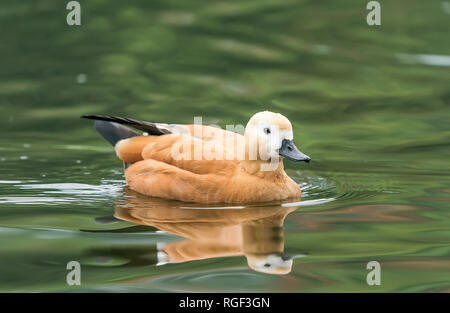 Ruddy shelduck Tadorna ferruginea swimming in water with reflection Stock Photo