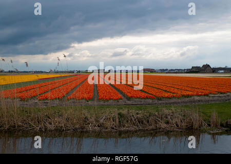 Tulip fields in bloom under a stormy sky in the Netherlands. Stock Photo
