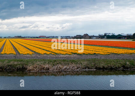 Tulip fields in bloom under a stormy sky in the Netherlands. Stock Photo