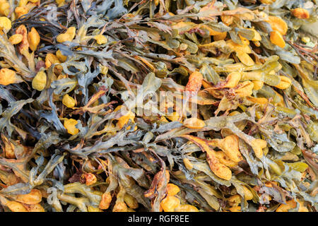 Close up yellow coloured seaweed Stock Photo