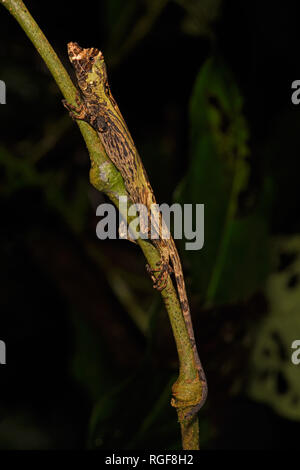 Pug-nosed Anole (Norops capito) trying to hide, clinging to plant stem, Turrialba, Costa Rica, October Stock Photo