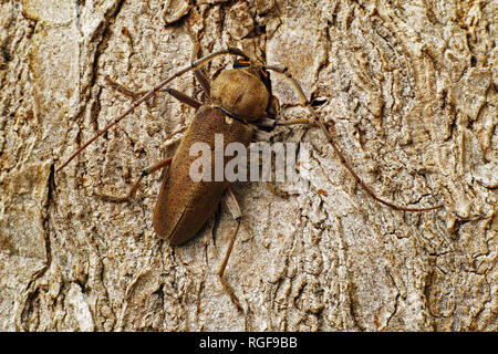 specimen of longhorn beetle or long horned Stock Photo