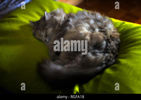 A Siberian female cat is sleeping on a green blanket. Stock Photo