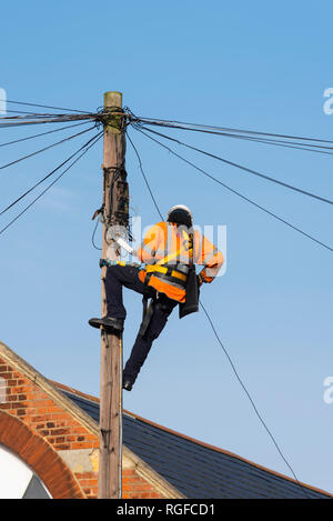 Telecom engineer working on box near the top of a telegraph pole. BT Openreach worker. Telephone and broadband repairs being carried out. At height Stock Photo