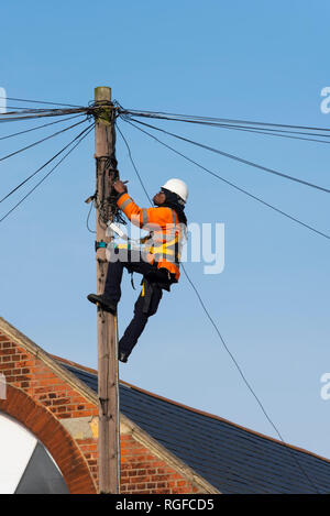Telecom engineer working on box near the top of a telegraph pole. BT Openreach worker. Telephone and broadband repairs being carried out. At height Stock Photo