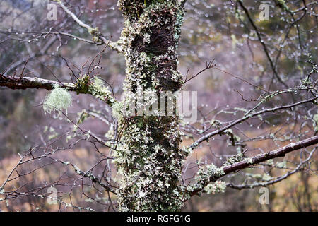 Moss and lichen grow on a tree in winter Stock Photo